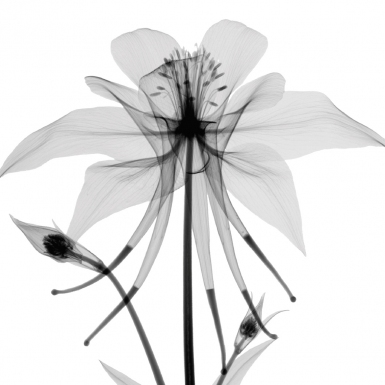 1-prof.-albert-g.-richards-columbine